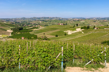 Fototapeta na wymiar Green vineyards on the hills of Langhe.