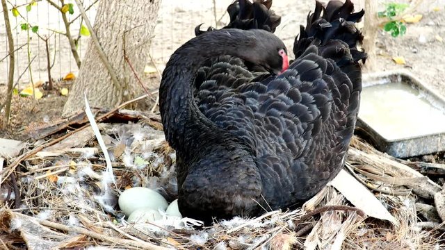 The black goose mother is hatching in the nest.