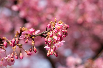 開花を待つ河津桜の蕾