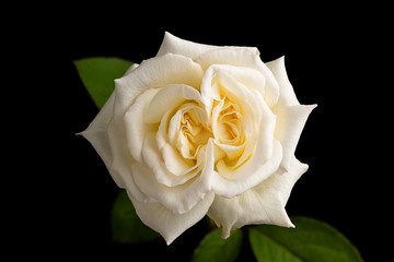 White Rose Flower Isolated on Black Background