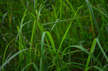 Tress Grass Plants Flowers