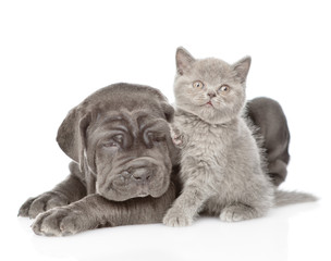 Neapolitan mastiff puppy and gray kitten looking at camera together. isolated on white background