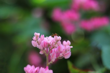 close-up pink Mexican Creeper flower (Antigonon leptopus Hook) with blurred background