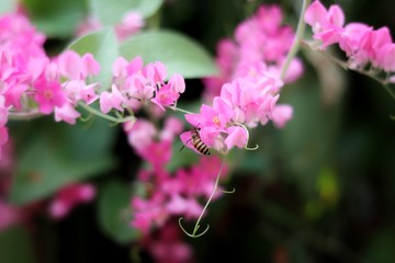 close-up pink Mexican Creeper flower (Antigonon leptopus Hook) with bee