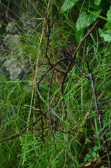 Tress Grass Plants Flowers