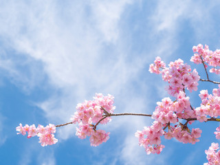 桜と空