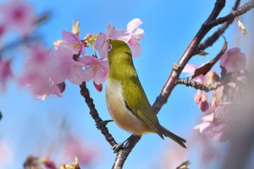 河津桜のメジロ
