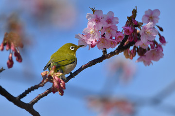 河津桜のメジロ