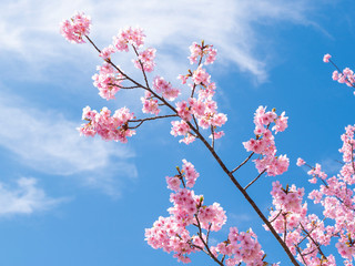 桜と空