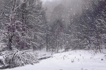 Fototapeta premium A small river in the snowy forest.