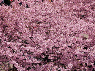 一面に広がる桜