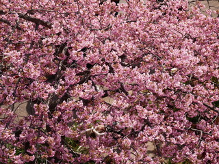 一面に広がる桜