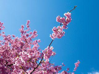 桜と空