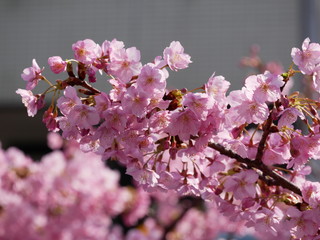 Fototapeta premium 満開の桜 接写