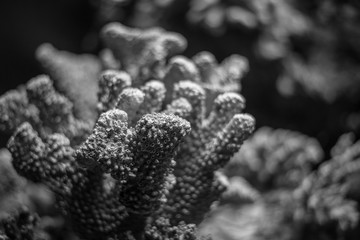 Colorful coral reef on dim light