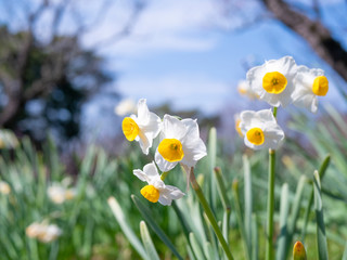 Obraz premium スイセン
