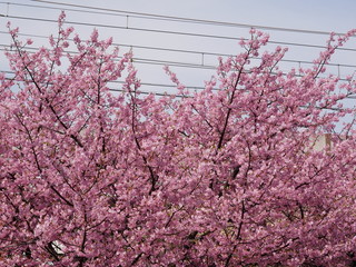 満開の桜　電線