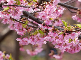 桜と葉　接写