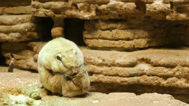 Common Gundi pair have sex in zoo. Captive breeding concept