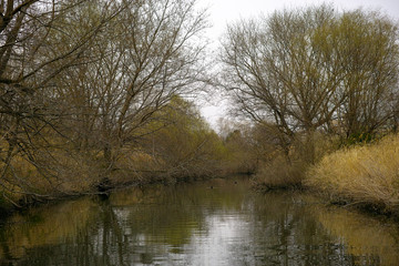 Fototapeta na wymiar 水面に映った木々