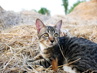 Fototapeta premium cat