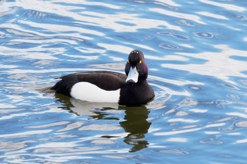 Fototapeta premium Close up of a male Tufted Duck looking at camera