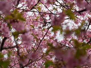 Fototapeta premium 満開 桜 接写