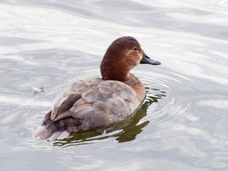 Close up of a female Pochard swimming on rippled water