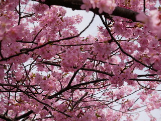 満開の桜