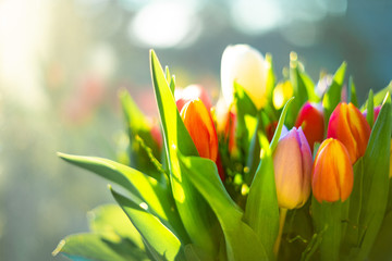 Spring bouquet of tulips