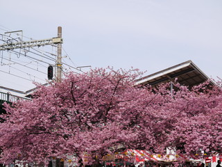 満開の桜と青空