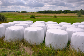 Hay packed in polyethylene PVC packaging lies on the field on green grass on a sunny summer day.