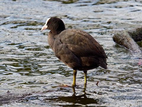 Close up of a male Coot standing in water