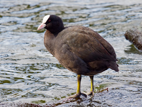 Male Coot standing in shallow water