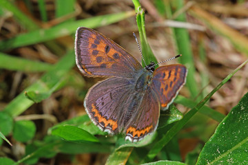 11.05.2018 DE, NRW, Kalterherberg Blauschillernder Feuerfalter Lycaena helle ([DENIS & SCHIFFERMšLLER], 1775)