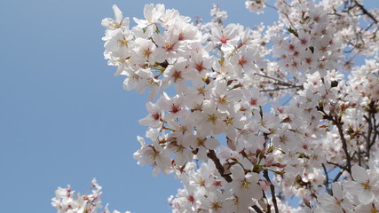 桜の花