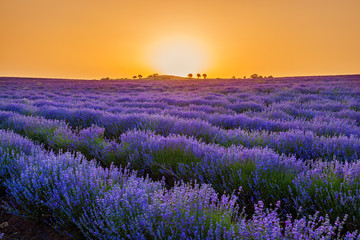 Naklejka na ściany i meble lavender field flowering