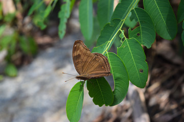 Obraz premium Brown Butterfly On Green Leaf