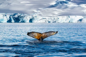 Photo sur Plexiglas Antarctique Baleine à bosse en Antarctique