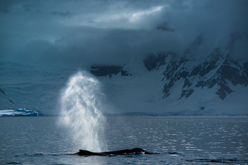 Humpback whale in Antarctica © VADIM BALAKIN