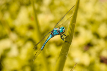 Blue Dragonfly On The Leaf