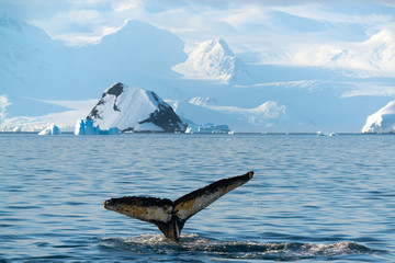 Humpback whale in Antarctica