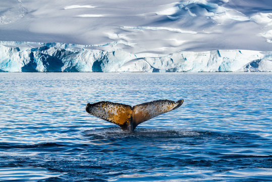 Humpback Whale In Antarctica