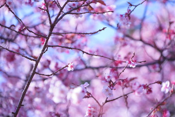 東京の桜