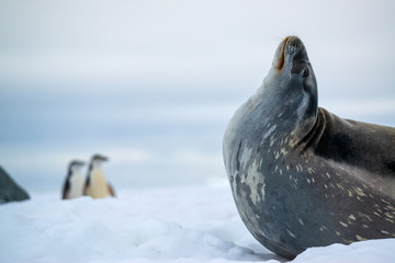 Weddell seal and penguins