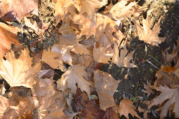 Orange and brown tree leaves fallen into the ground