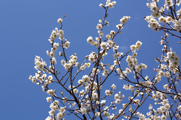春・梅の花・一面の梅林