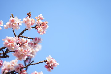 東京の桜