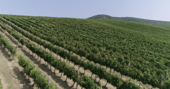 Aerial view: Amazing flying over the grape fields. 4k