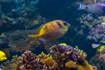 Naklejka na ściany i meble Yellow fish in swimming on a coral reef